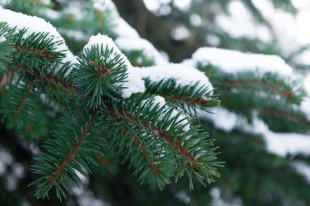 a few green fir tree branches in the white snow on the street cold winter dayの写真素材
