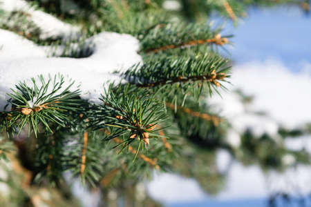 Some green pine branches covered with snow on a background of white snow on the street on a cold winter day, there is a festive new year and Christmas moodの写真素材