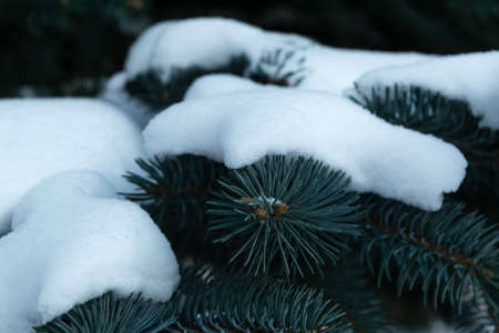 Some green pine branches covered with snow on a background of white snow on the street on a cold winter day, there is a festive new year and Christmas moodの写真素材