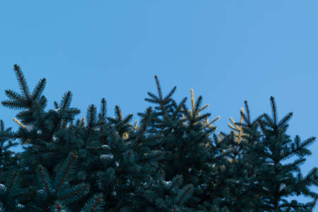 Some green pine branches covered with snow on a background of white snow on the street on a cold winter day, there is a festive new year and Christmas moodの写真素材