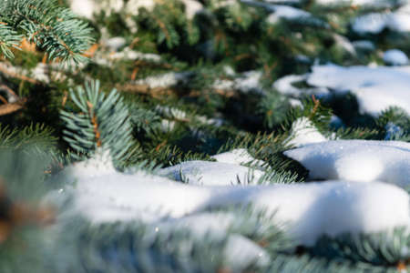 Some green pine branches covered with snow on a background of white snow on the street on a cold winter day, there is a festive new year and Christmas moodの写真素材