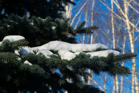 Some green pine branches covered with snow on a background of white snow on the street on a cold winter day, there is a festive new year and Christmas moodの写真素材