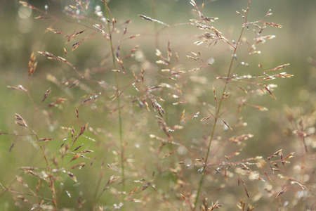 Meadow grass bluegrass green and brown colors in the foreground. In the background is beautiful bokeh. Day, the sun is shining. Heat.の写真素材