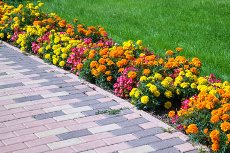 Flowerbed of different colors arranged along the edge of the green lawn and walkway of pavers. Flowers of different colors, yellow, orange, pink and red. Pavers brown.の写真素材