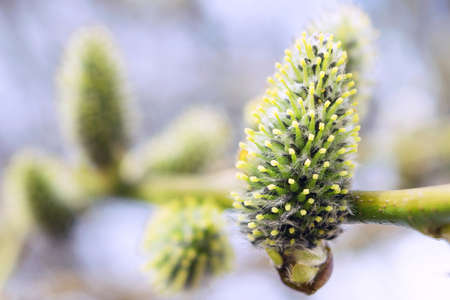 On the branch of a blossoming Bud of a willow. Even a few blossoming buds yellow-green color. Background with purple tint.の写真素材