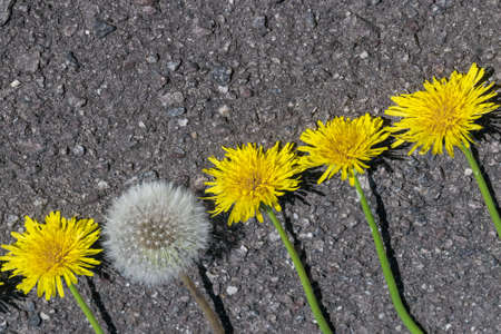 On the pavement lie dandelions in a line. All unblown dandelions. A dandelion blossomed and became fluffy. Dandelions are located diagonally in growth.の写真素材