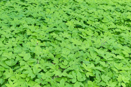 Background of green grass and leaves. Visible dandelions and grass stems. The whole field of leaves a day in the woods or Park.の写真素材