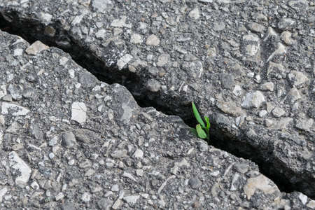 Through a crack in the asphalt breaks and grows a sprout of grass with leaves. Asphalt grey with...