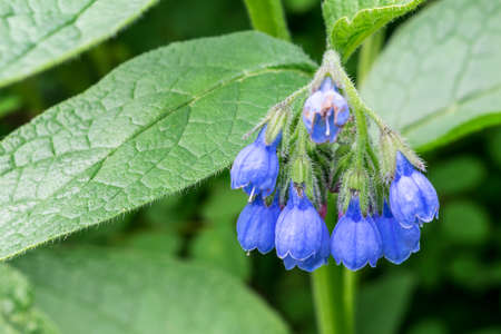 A bunch of blue or purple flowers in the form of a bell. In the background green leaves. One of the flowers affected or infected by some disease. Visible pistils and stamens.の写真素材
