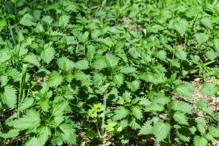 A continuous carpet of young green nettles in the woods or in the meadow. There's a lot of stalks of the nettle. Sunny day.の写真素材