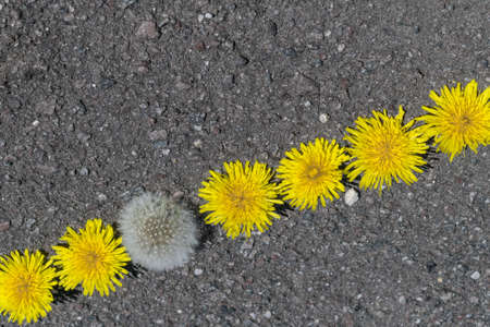 On the pavement lie the heads of dandelions without stems in a diagonal line. All the yellow dandelions and one fluffy. One different from all the others.の写真素材
