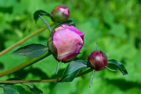 Three young unopened Bud of pink roses on a green background. Beautiful flowers on stems with leaves. Pink rose petals in the closed Bud. The background is blurred.の写真素材