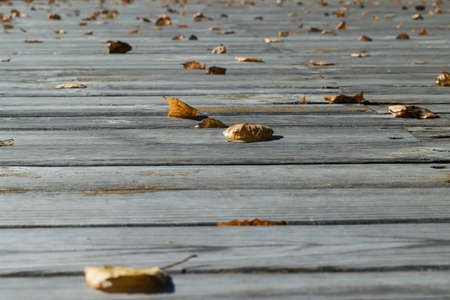 On the wooden floor are fallen leaves of yellow and orange. Many fallen autumn leaves lying on the surface. The sun is shining. A cool Sunny day. Autumn, change of season.の写真素材