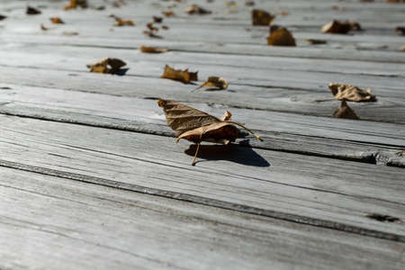 On the wooden floor are fallen leaves of yellow and orange. Many fallen autumn leaves lying on the surface. The sun is shining. A cool Sunny day. Autumn, change of season.の写真素材