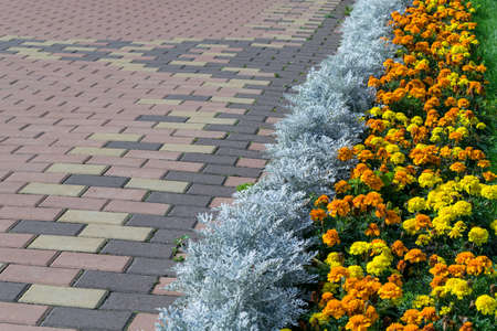 Paving pattern with rectangular shape and brown color. Along paved walkways planted flowerbed with beautiful orange and yellow flowers. In the background, lawn with green grass.の写真素材