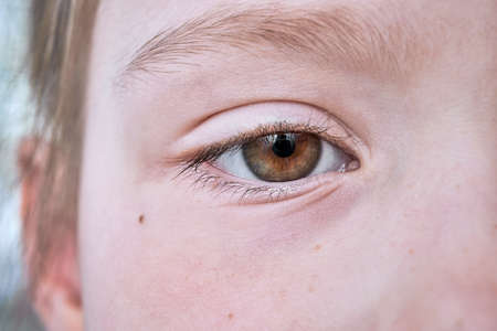 Eyes of the young girls brown. Visible half of faces, eyebrows, eyelashes, cheek, eyelid. There is a small mole. In the sharpness of the eyes and eyelashes, part of the eyebrow. The rest is blurred.の写真素材