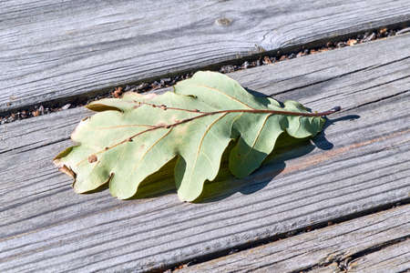 The first autumn oak leaf fell on the wooden planks. Autumn leaf lies on a wooden surface. The sun...