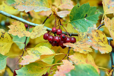 A bunch of red, ripe berries on a tree branch or Bush in autumn. Around a lot of autumn leaves of different colors. The leaves are mottled with spots and dots. Background, backdrop or Wallpaper.の写真素材