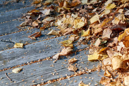 On old wooden planks lies a pile of fallen autumn leaves. Dry birch leaves yellow and red on a Sunny warm day. Background, Wallpaper or backdrop. Autumn mood.の写真素材