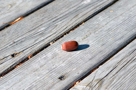 Ripe fallen brown acorn lies on the surface of wooden boards. The acorn has an oval shape and longitudinal stripes. Autumn, bright sunlight. Warm day. The seed of the oak.の写真素材