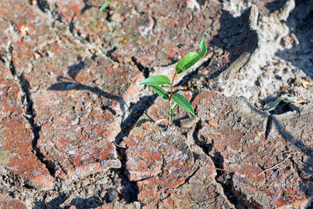 A single plant sprout breaks through and grows through the dried soil. Hot sunny day. Drought. The crust covers the ground. The ground cracked. Green leaves tend to the sun.の写真素材