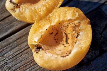 In one half of the apricot crawling malicious worm. On wooden boards is ripe apricot opened into two halves. The sun is shining, hot day. The fruit is ripe and juicy. Healthy food.の写真素材