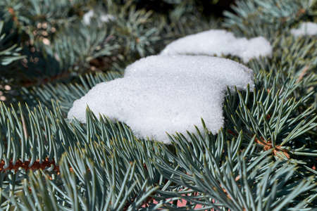 On the branches of pine or spruce is pure white snow. Bright, winter, Sunny day. The sun shines. Green needles on the branches of an evergreen tree.の写真素材