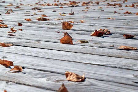 On the surface of the wooden boards is a lot of fallen autumn leaves. Warm autumn day, the sun is shining. The leaves are yellow and brown. Shallow depth of field. Background, backdrop.の写真素材