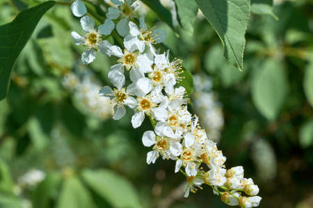 A few blossoming white flowers with pistils and stamens on a cherry tree. Flowers and white petals on green leaves background. The background is blurred, bokeh. Bright, warm, Sunny spring day.の写真素材