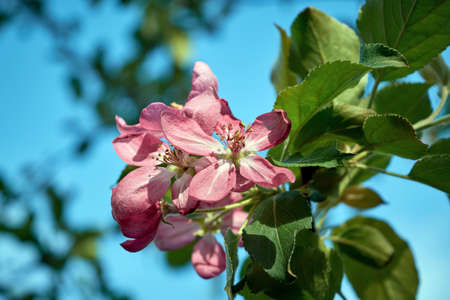Pink young blossomed Apple tree flower on the background of green leaves and blue sky. The flowers are brightly lit by sunlight. Petals and stamens are clearly visible. Gardening and farming.の写真素材