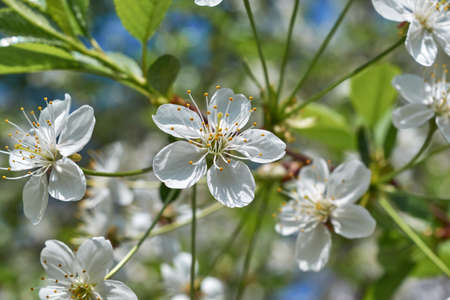 A few blossoming white flowers with pistils and stamens on a cherry tree.の写真素材