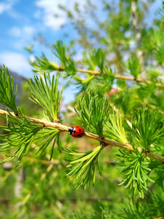 Ladybug red with black spots sitting or crawling on a twig of a coniferous tree.