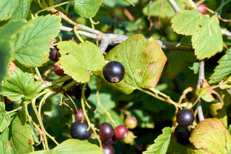 A few blackcurrant berries on the branches of a shrub with green leaves. Tasty and healthy food for health. Warm summer day, the sun is shining. Ripe, juicy and fresh berries.の写真素材