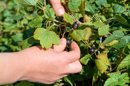 Collection of ripe blackcurrant berries. Man reaps the harvest. One hand holds a branch. The other hand tears berries. A lot of bushes with green leaves. Tasty and healthy food for health.の写真素材