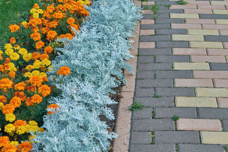 Flowerbed with orange and yellow flowers along the pavement of paving stones rectangular. The pavers are laid out in the form of a pattern. The decoration of the back yard. Background or backdrop.の写真素材