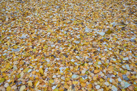 A lot of autumn leaves of different colors are lying on the ground. Birch leaves covered the ground in a solid carpet. Autumn nature. Background or backdrop, texture.の写真素材