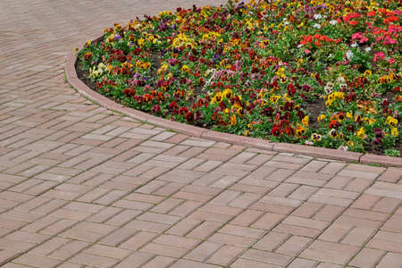 A rectangular paving stone path around a round flowerbed with multicolored flowers. On the flower bed, violets or pansies are planted and grow. Flowers of different colors. Background, backdrop.の写真素材