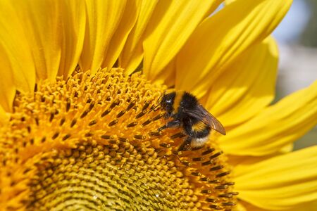 Sunflower. As if the sun had fallen to the ground.の写真素材