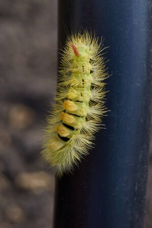 The caterpillar of the nocturnal butterfly of the red-tail, or the wool foot bashful (lat. Calliteara pudibunda).の写真素材