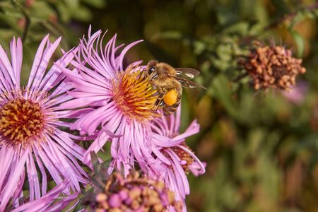 Autumn. The bee (lat. Anthophila) collects the last nectar and pollen from chrysanthemum flowers.