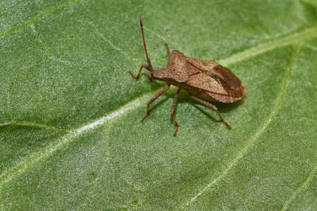 The bug is a garden parasite, belongs to the stink bugs.
