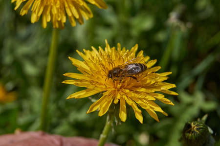 Dandelion (lat. Taraxacum) is a genus of perennial herbaceous plants of the Astrovidae family, or...