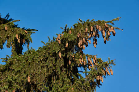 Spruce in the autumn in the garden area.