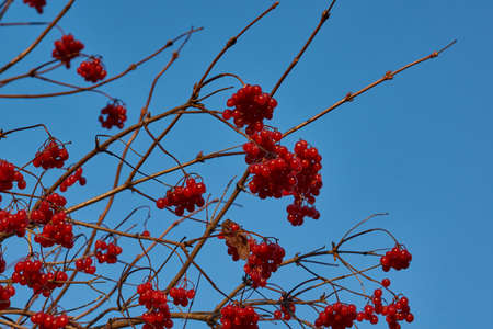 Autumn. Ripe and slightly wilted clusters of viburnum on the last fine autumn days in the garden of...