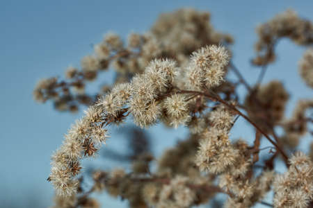 Autumn. Dry plants in the garden. Canadian goldenrod (lat. Solidago canadensis) is a perennial herb; a species of the genus Goldenrod of the family Asteraceae, or Compositae (Asteraceae).の写真素材