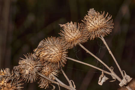 Dry inflorescences large burdock (lat. Arctium lappa.), Burdock, burr - type of perennial herbaceous plants of the genus Burdock family Asteraceae.の写真素材