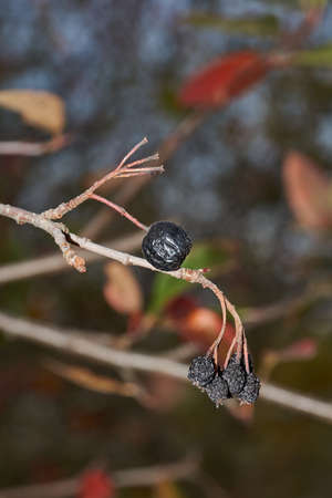 Autumn. Ripe and withered berries of a chokeberry in the garden of a country house.の写真素材