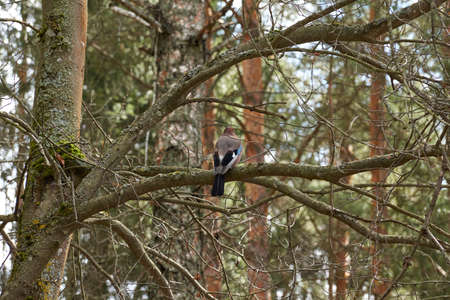 Spring. Walk in the woods. Jay sits on a branch and poses for a photographer.の写真素材
