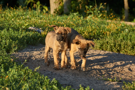 Puppies on the lawn play with a bone and warm in the rays of the rising sun.の写真素材