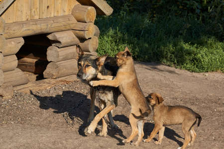 Puppies play with mom next to a kennel and warm in the rays of the rising sun.の写真素材